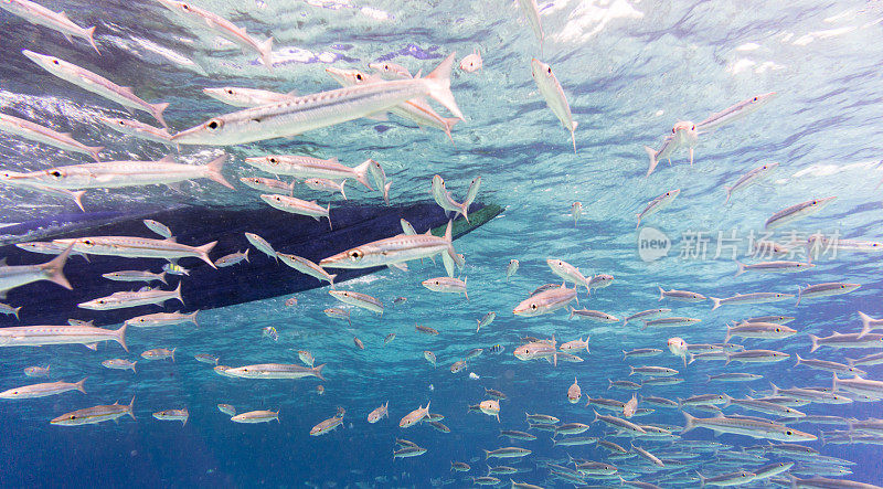 泰国甲米安达曼海科哈群岛珊瑚礁泻湖生态系统海洋环境下的黄尾梭鱼(Sphyraena flavicauda)。